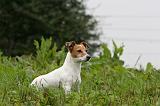 JACK RUSSEL 200